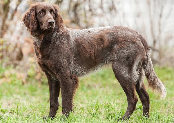 Немецкая длинношерстная легавая (лангхаар)