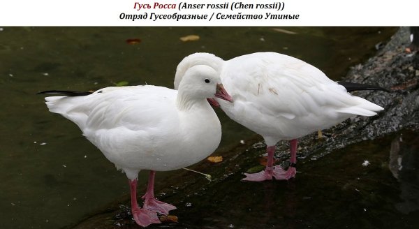 Гусь Росса (Anser rossii (Chen rossii))