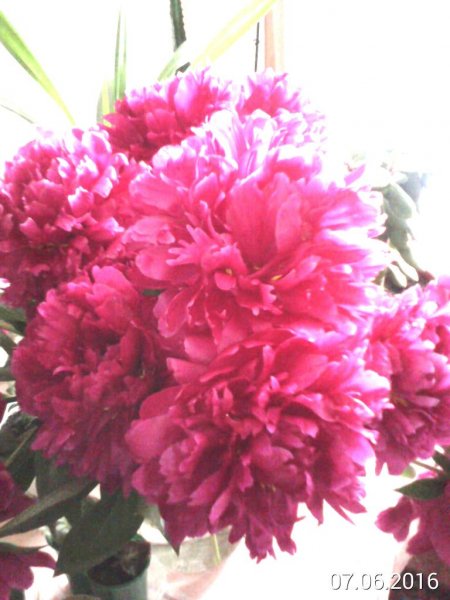 kvadcamera 1465304960241