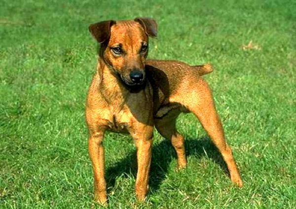 Паттердейл-терьер (2)