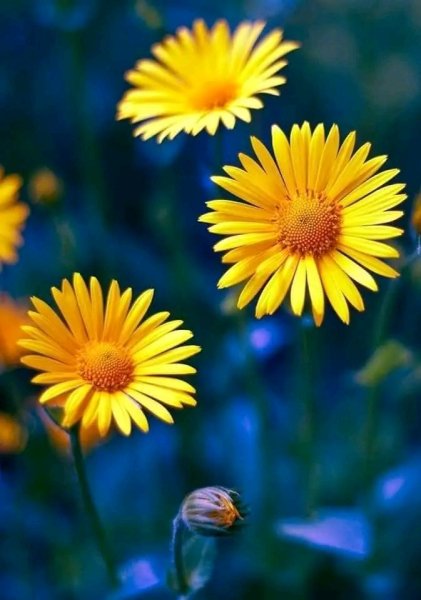 file_97306113