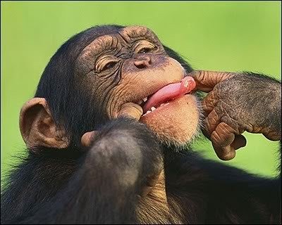 Обезьянки 4