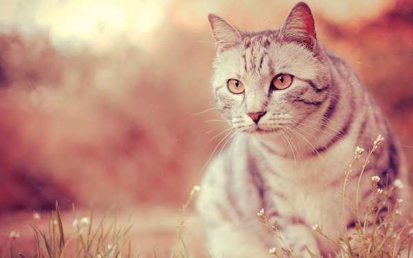 Cool-Cat-HD-Wallpaper