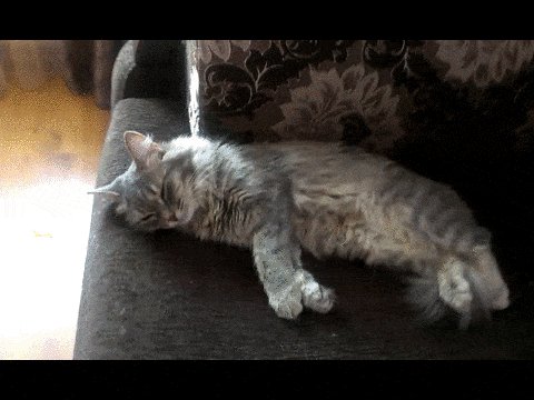 котэ, живность