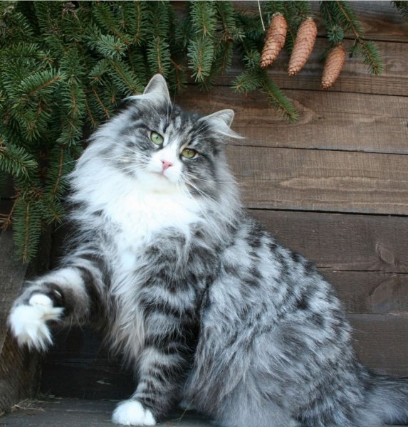 Норвежский кот (13)