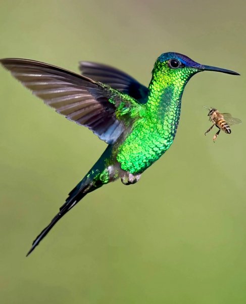 ЛИЛОВОГОЛОВАЯ ТАЛЛУРАНИЯ