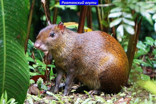 Агути роатанский
