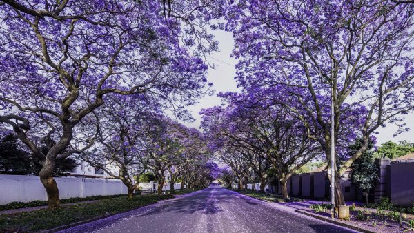 Lock2024-b52 wl jacarandasouthafrica 1920x1080
