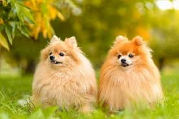 file_98723471
