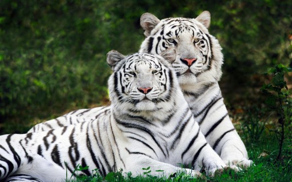 white bengal tigers widescreen