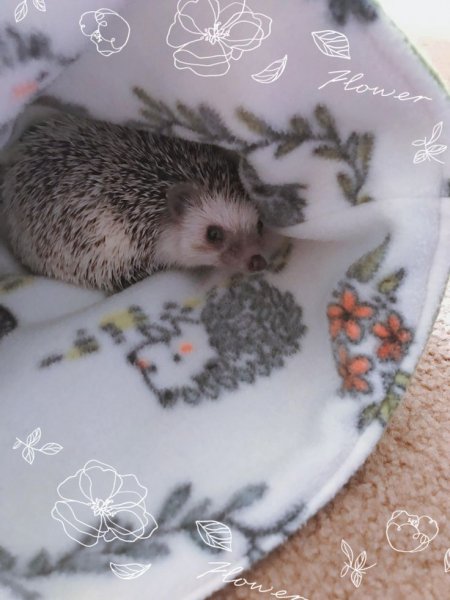 Ежик 2