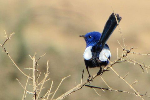 white-winged fairy-wren 04