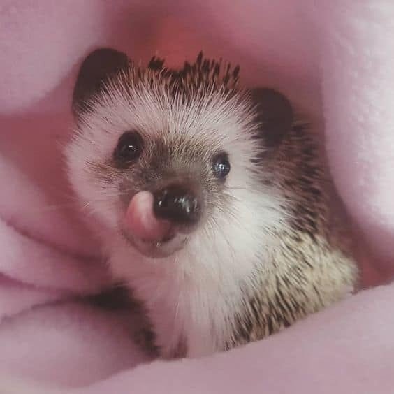 Їжак облизується