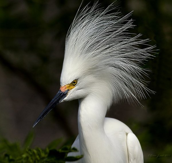 Снежная цапля