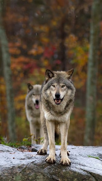 file_67295299