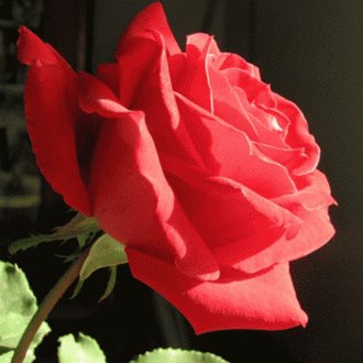 file_66639511