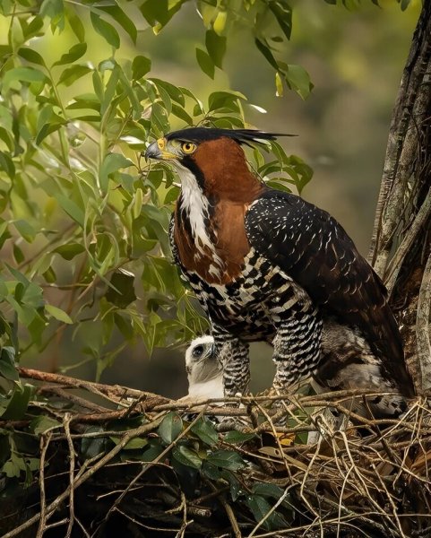 НАРЯДНЫЙ ХОХЛАТЫЙ ОРЁЛ