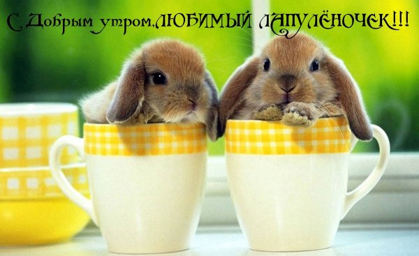 IMG 20190218 043701