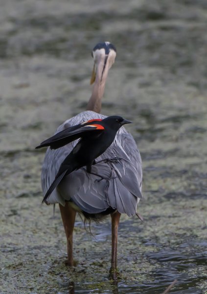 Цапля большая голубая и трупиал красноплечий