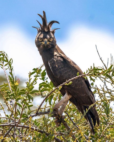 Гребенчатый орёл Long-crested Eagle
