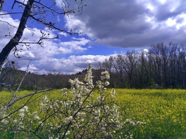 Cherry-blossoms-field-against-cloudy-sky 1048944-17547274