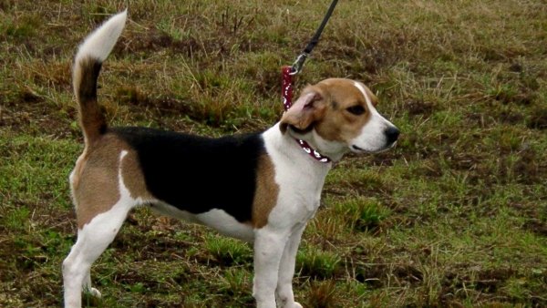 Немецкая гончая (3)