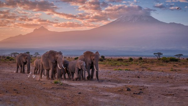 Kilimanjaro Elephants Слоны Килиманджаро UHD Обои 8К