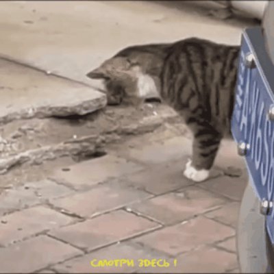 Умница котик