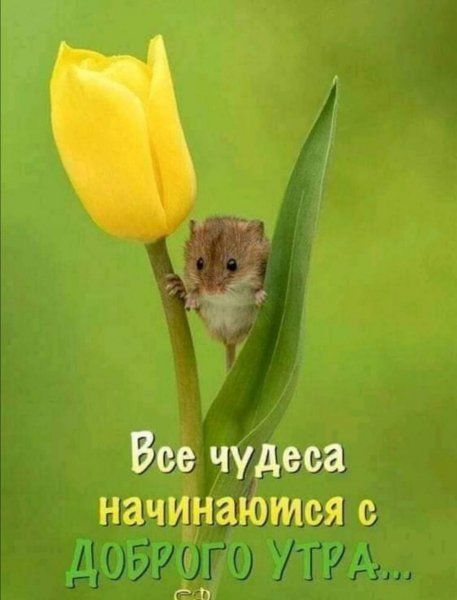 Все чудеса начинаются с утра