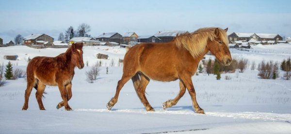Лошадь Мезенская