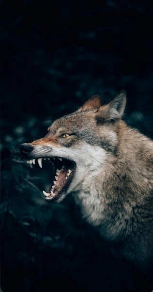 dfb10184da64f349b2ca55b