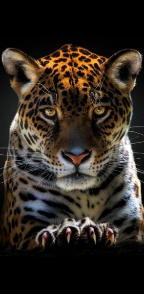 file_92464607