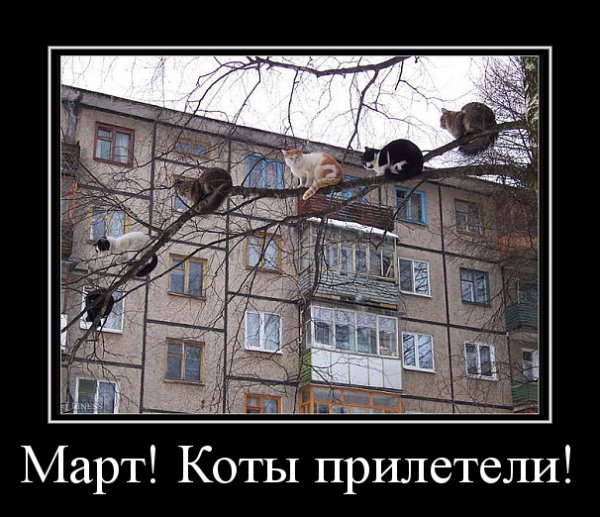 Март. Коты прилетели.