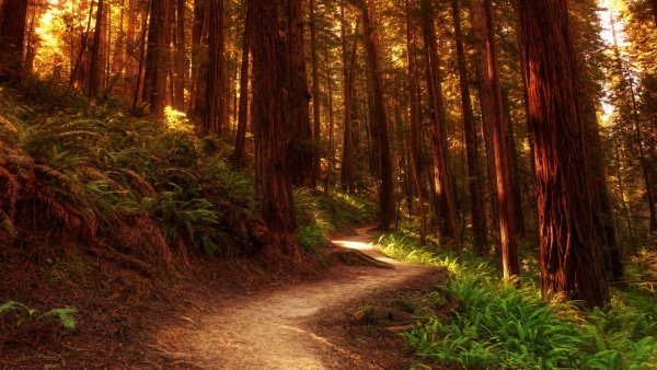 file_81870028