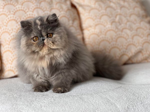 FB IMG 1776256346740