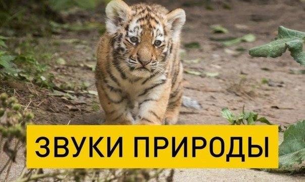 Звуковая 3D терапия