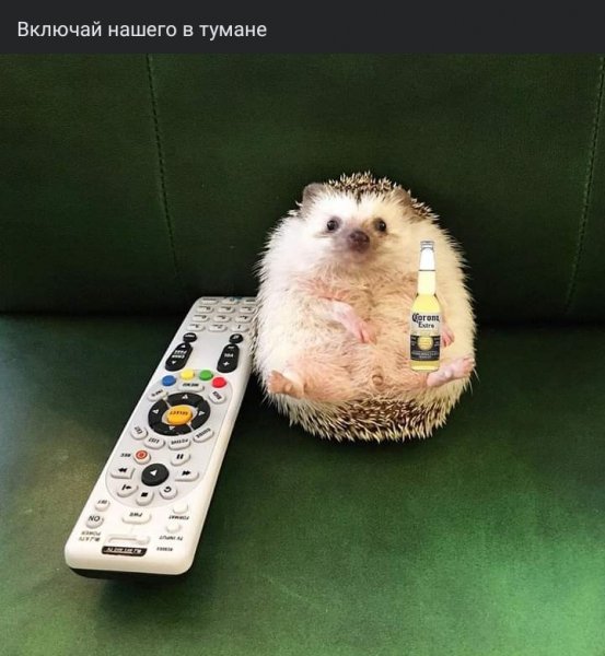 Включай нашего