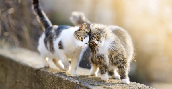 Мартовские коты