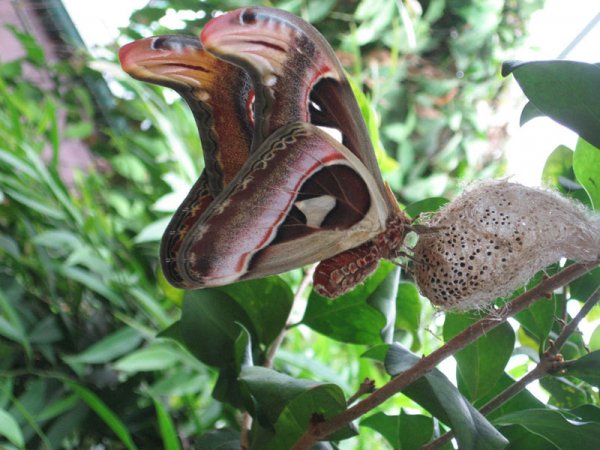 atlas moth lge