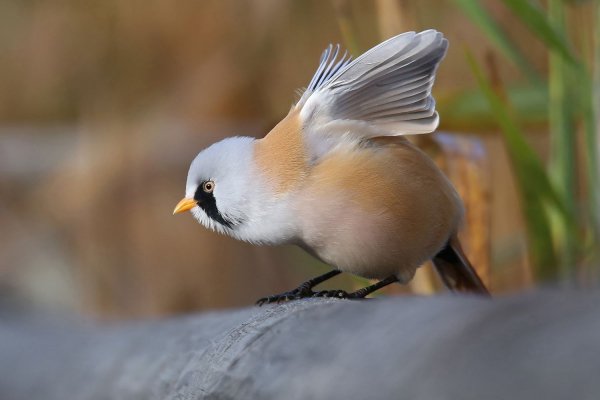 Усатая синица
