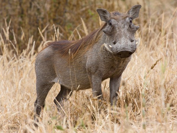 Tarangire Warzenschwein1