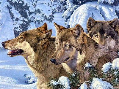 wolves2