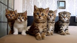 Котята :)