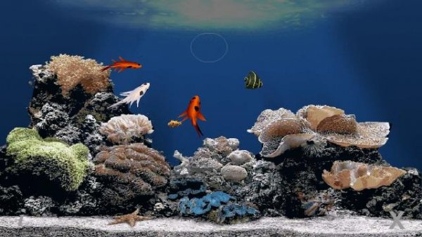 ФЛЭШ ПОДВОДНЫЙ МИР