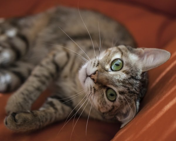 Чаузи (хауси) (5)