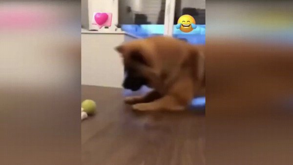 Доминирование