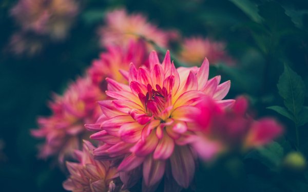 file_88420786