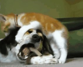 gif sobaka s kostyu i obnaglevny k