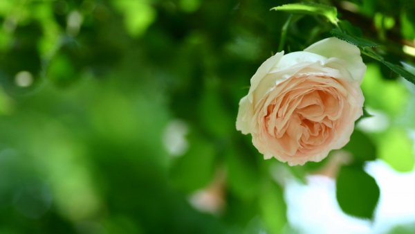 Image (53)
