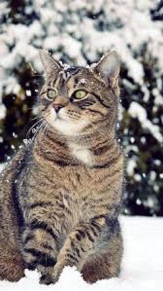 Зимние коты (36)